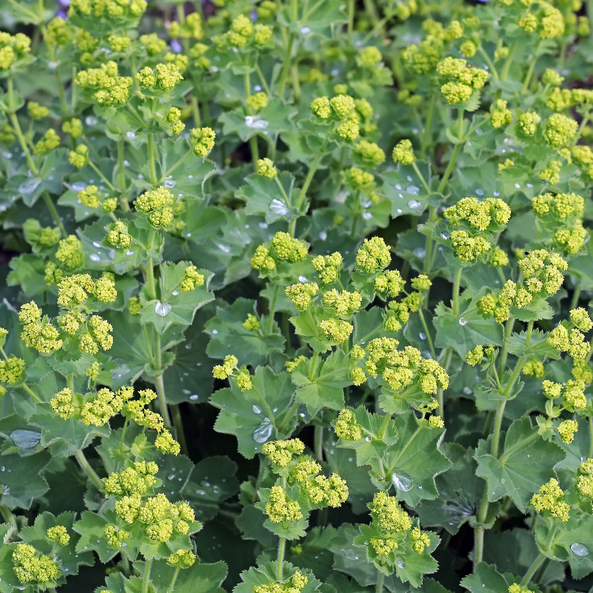 Yrttipaja, Poimulehti 15g